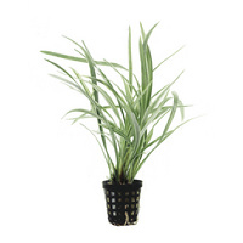 6x Ophiopogon Gigantea Variegata